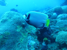 Baptême de plongée