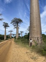 A la découverte de l’allée des Baobabs 5 jours et 4 nuits