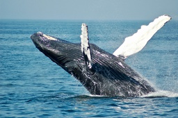Sortie baleine