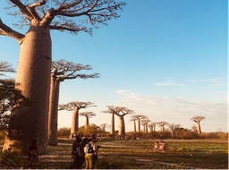 Fleuve Tsiribihina Baobabs et Tsingy : les trésors de l’Ouest de Madagascar